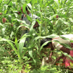 Harvesting Cowpeas Intercrop with Maize - Source: [Author Unknown]. Harvesting Cowpeas Intercrop with Maize. Digital Image. [Source Unknown], [Date Published Unknown]