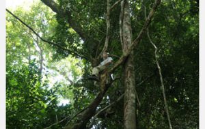 Person in Tree in Thai Rain Forest - Source: Hughes, David. Parasite Manipulation of Host Behavior (Image 5). Digital Image. National Science Foundation, [Date Published Unknown]