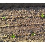 Lettuce Dying - Source: Blue River Technology. Advanced technology for better agriculture (Image 6). Digital Image. National Science Foundation, 2013