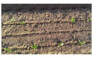 Lettuce Dying - Source: Blue River Technology. Advanced technology for better agriculture (Image 6). Digital Image. National Science Foundation, 2013