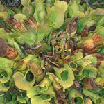 Pitcher Plants - Source: Ellison, Aaron M.. Pitcher plants as models for ecosystem change (Image 1). Digital Image. National Science Foundation, August 2003