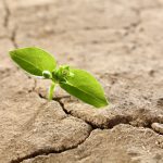 Two Leaves of Green - Source: S_Photo. Two Leaves of Green. Digital Image. Shutterstock, [Date Published Unknown]