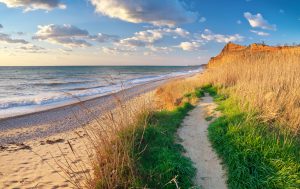 Coastal Grass - Source: Djgis. Way to the Beach Nature Composition. Digital Image. Shutterstock, [Date Published Unknown]