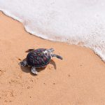 Baby Sea Turtle Release - Source: Yaipearn. Phang Nga, Thailand: Release Baby Sea Turtle to Sea by a Volunteer. Digital Image. [Source Unknown], October 18, 2014