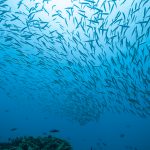 School of Fish - Source: Jag_cz. Flock of Fish Flowing in Indian Ocean. Digital Image. Shutterstock, [Date Published Unknown]