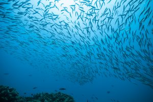 School of Fish - Source: Jag_cz. Flock of Fish Flowing in Indian Ocean. Digital Image. Shutterstock, [Date Published Unknown]